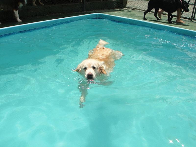 Piscina para Caes