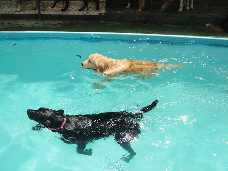 Spa de Emagrecimento Planet Dog Resort