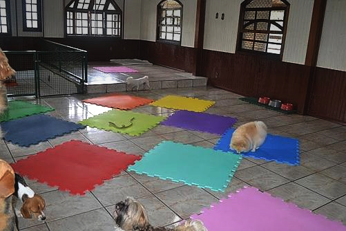 Hotel para Caes Planet Dog Resort